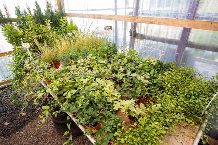 Fleuriste mariage Albert